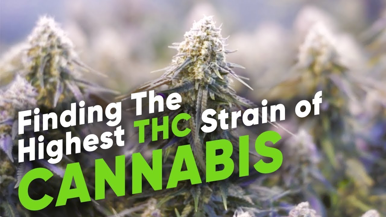 Finding The Highest THC Strain